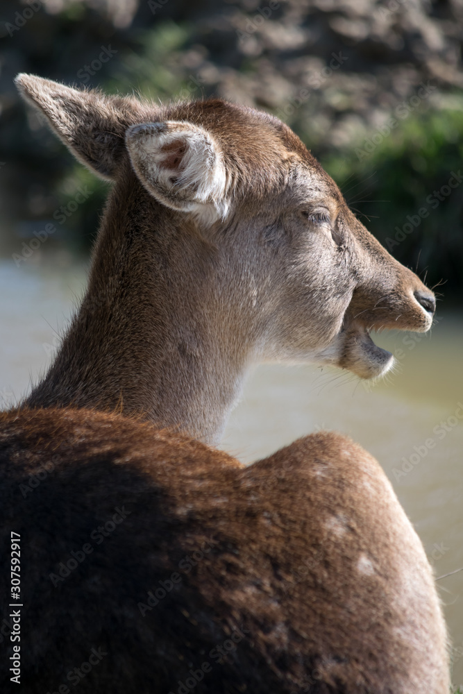 Fototapeta premium Fallow Deer (dama dama)