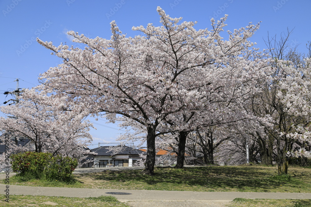 Fototapeta premium 桜並木 満開の桜並木 満開の桜 サクラ風景