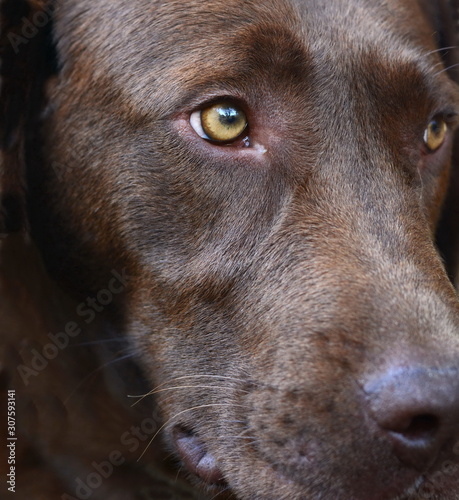 Portrait of a beautiful brown dog.