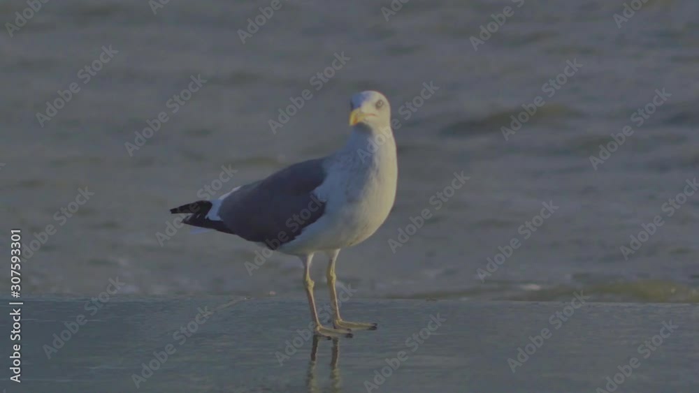 A closeup shot of a seagull near the Tagus river, Portugal. This is a 4k footage. A closeup shot of a seagull near the Tagus river, Portugal. This is a 4k footage.
