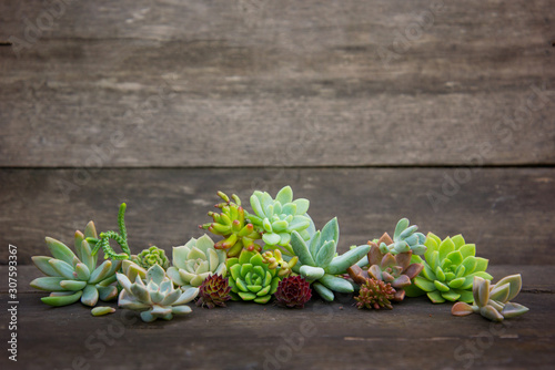 set of different succulents on a wooden background