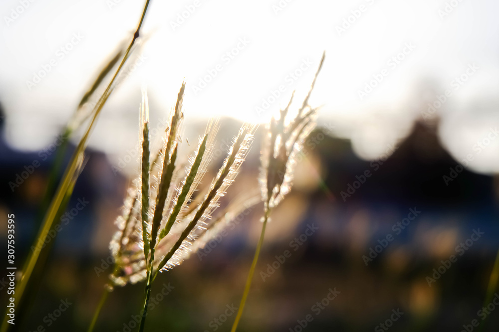 Fototapeta premium Flower grass and soft light sunset