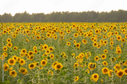 a large field of sunflowers. Russian landscapes. Nature. 