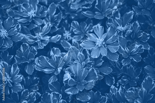 Green leaves texture. Trendy blue and calm color. Tropical leaf in monochrome color background. Banner. Top view