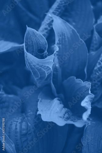 Fototapeta Naklejka Na Ścianę i Meble -  Green leaves texture. Tropical leaf in monochrome color background. Trendy blue and calm color. Banner. Top view
