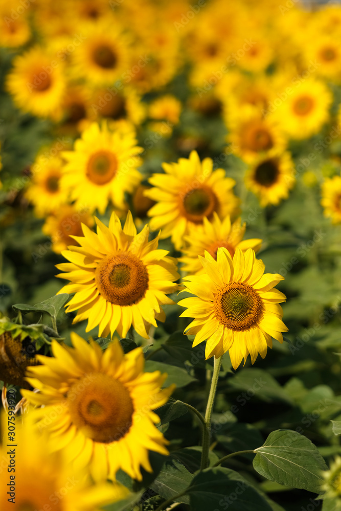 sunflowers. Field of bright yellow flowers. sunflowers. Field of bright yellow flowers.