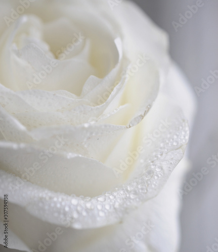 delicate white rose flower with dew drops of water macro 