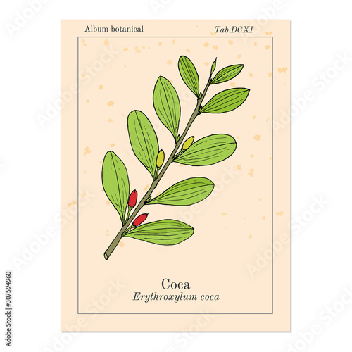 Erythroxylum coca. Hand drawn illustration photo