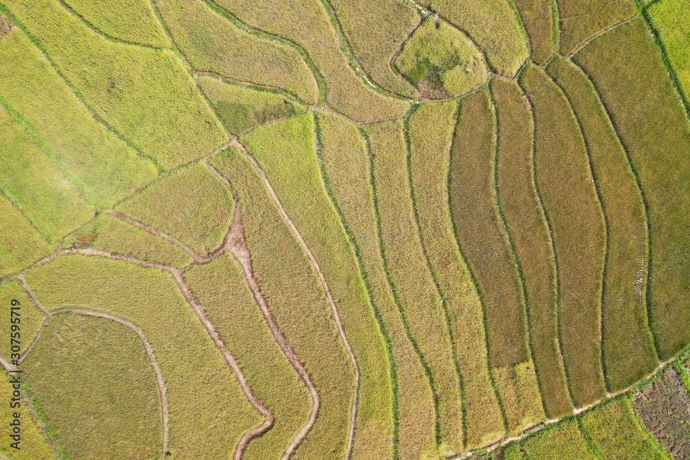 Aerial view yellow paddy field and ready for harvesting. Aerial view yellow paddy field and ready for harvesting.