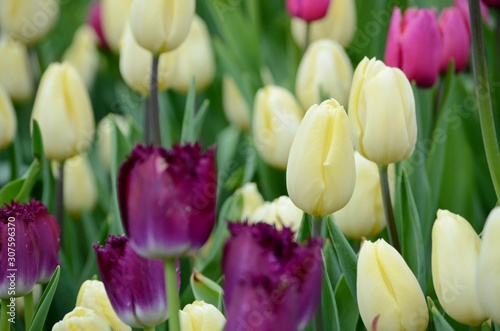 Beautiful multi-colored tulips bloom in a city flowerbed. Early spring flower