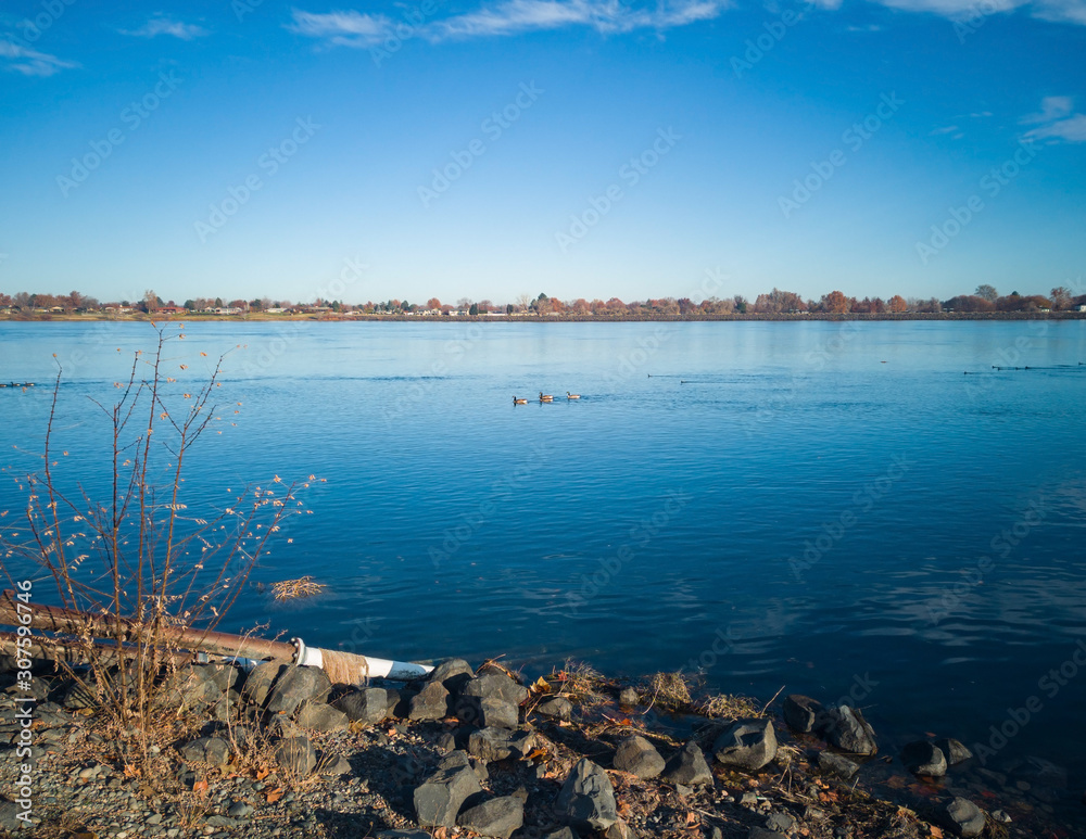 Paddling ducks in the Columbia River with blue skies and clouds on a sunny morning in Kennewick-Pasco Washington Paddling ducks in the Columbia River with blue skies and clouds on a sunny morning in Kennewick-Pasco Washington