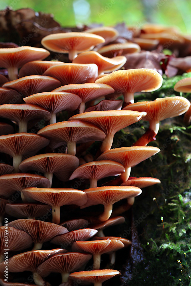 Obraz premium Honey mushroom, grown on an old tree trunk