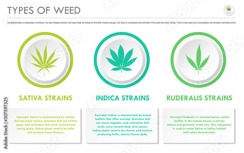 Types of Weed horizontal business infographic illustration about cannabis as herbal alternative medicine and chemical therapy, healthcare and medical science vector.
