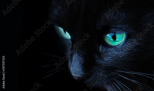 black cat portrait with green eyes side view on black background close up, macro 