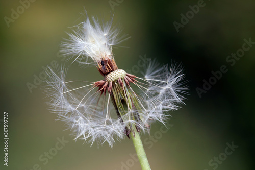 Dandelion seeds in the wild
