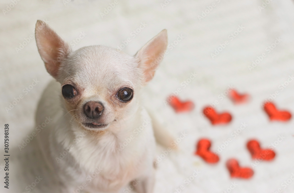 White short hair Chihuahua dog sitting on white cloth with red hearts on it