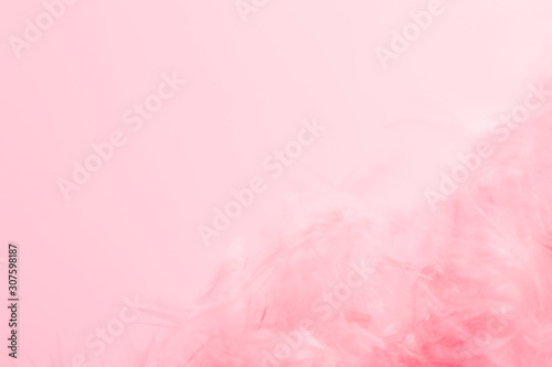 Beautiful abstract colorful white and pink feathers on white background and soft white purple feather texture on white pattern
