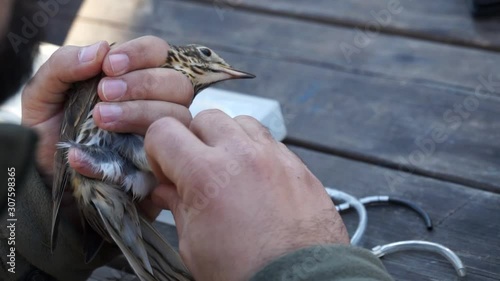 Common thrush bird being banded with tag by a vet, closeup 