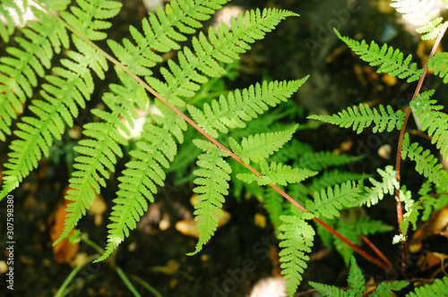 Athyrium Niponicum  Lady in Red . Close-up of graceful green fronds of elegant fern on striking red stems.