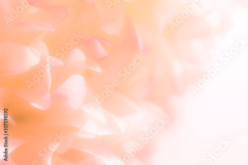 Beautiful abstract color orange pink and white flowers background and pink flower frame and white and pink leaves texture background 