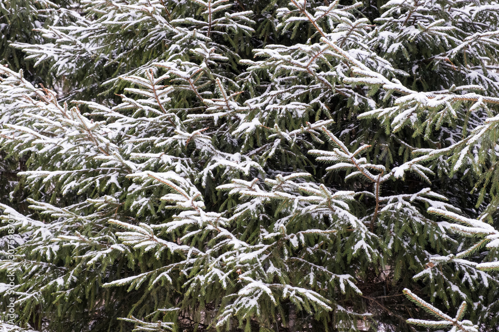Christmas trees and branches covered with snow. Winter Christmas background. Copy space.