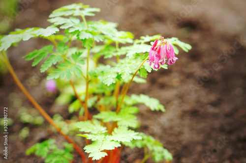 Dicentra 'Luxuriant' (Fern-Leaf Bleeding Heart) in spring garden. Blue-green, finely divided foliage and pink heart-shaped flowers photo