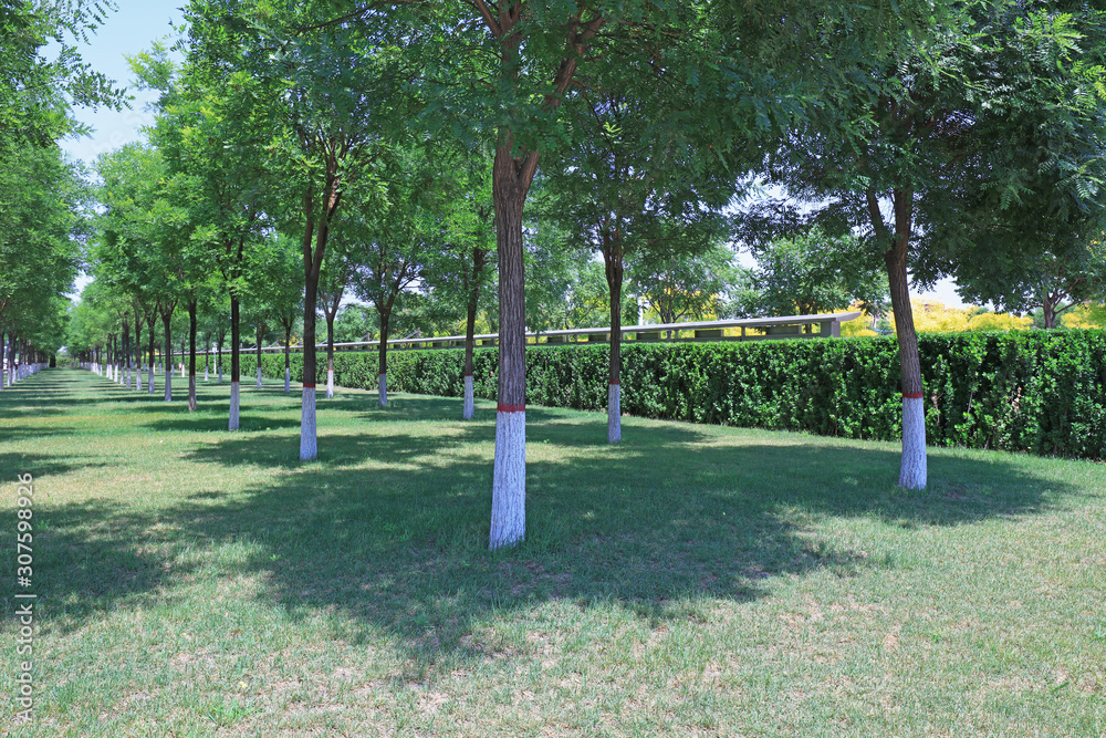 Sophora trees and lawns in the park