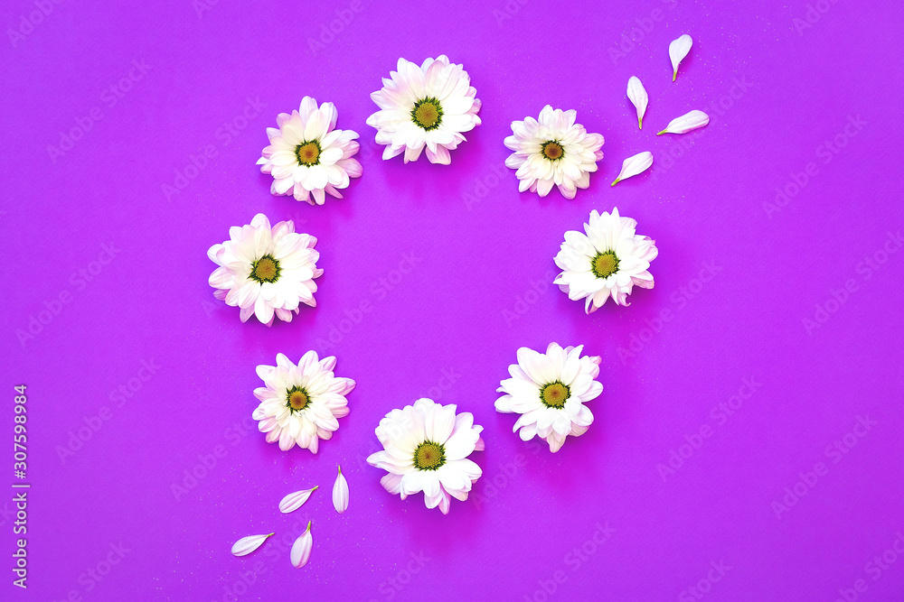 White chrysanthemum in the shape of circle on a purple background White chrysanthemum in the shape of circle on a purple background