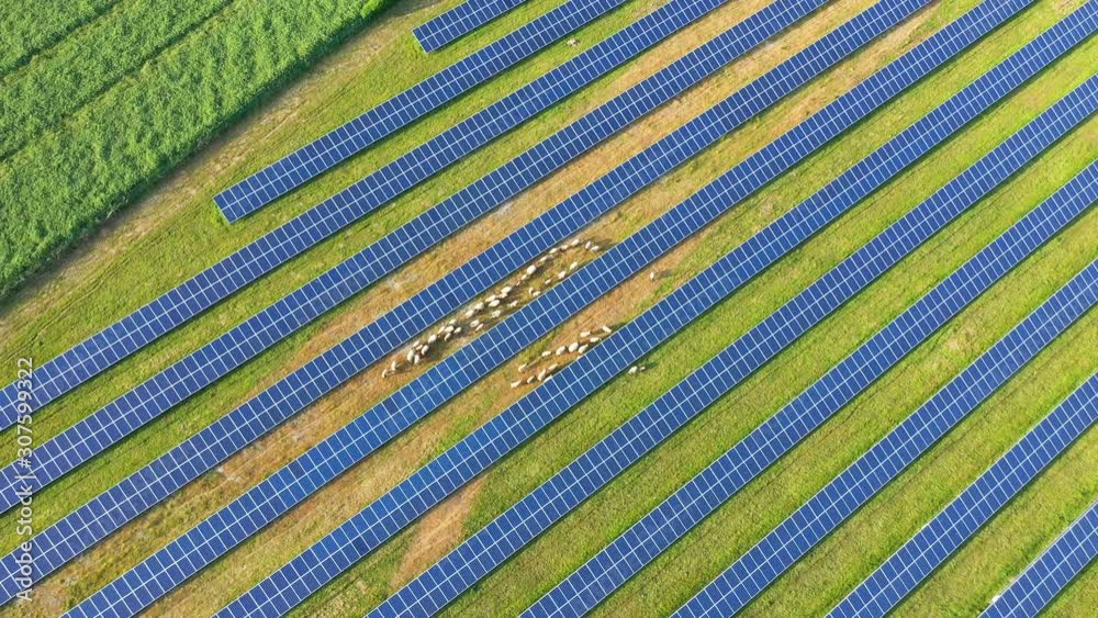 Vue oblique au dessus de panneaux solaires avec des moutons qui se promènent	