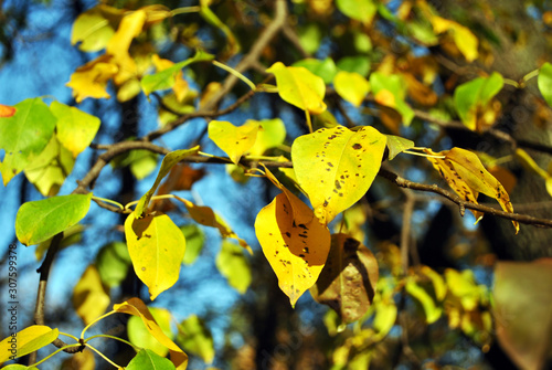 Pear tree with bright  yellow leaves close up detail on soft blurry bokeh background, sunny autumn day