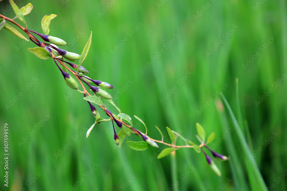 Lycium barbarum fruit