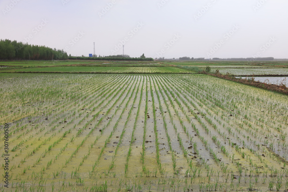 rice fields and electric towers in China