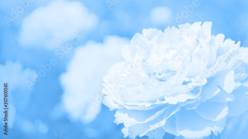 Classic blue, toned image. Flowers of peony in soft light with bokeh and filters, floral background. Long width banner