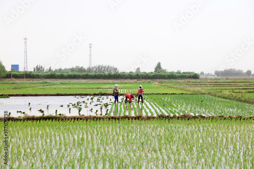 Rice transplanting in China