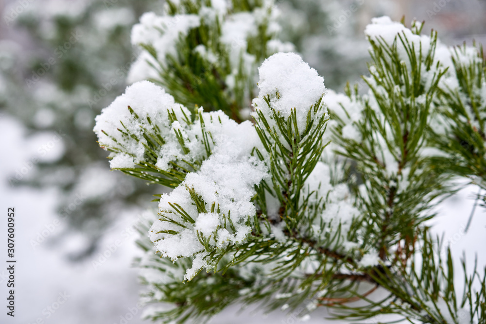 Green pine covered with snow.