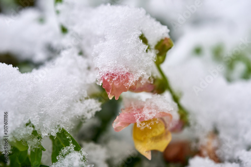 Frozen yellow flower blossoms covered with snow.