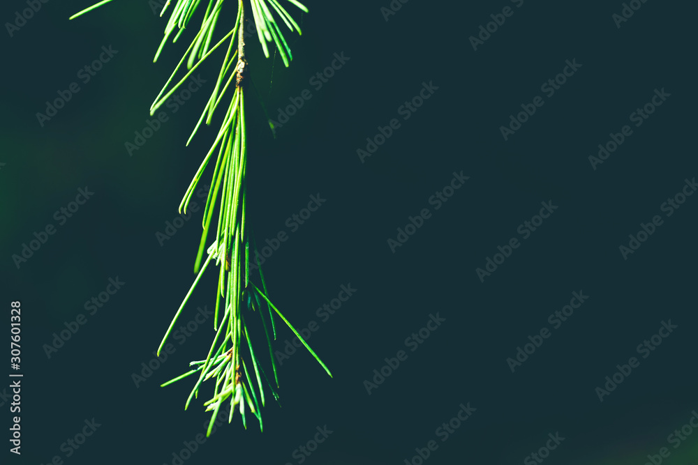 Fototapeta premium Fir twig, foreground nature