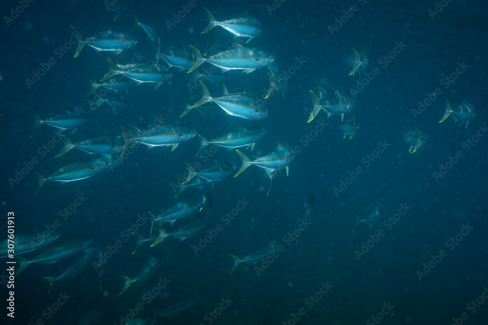 Fototapeta premium Kingfish (yellowtail amberjack) school