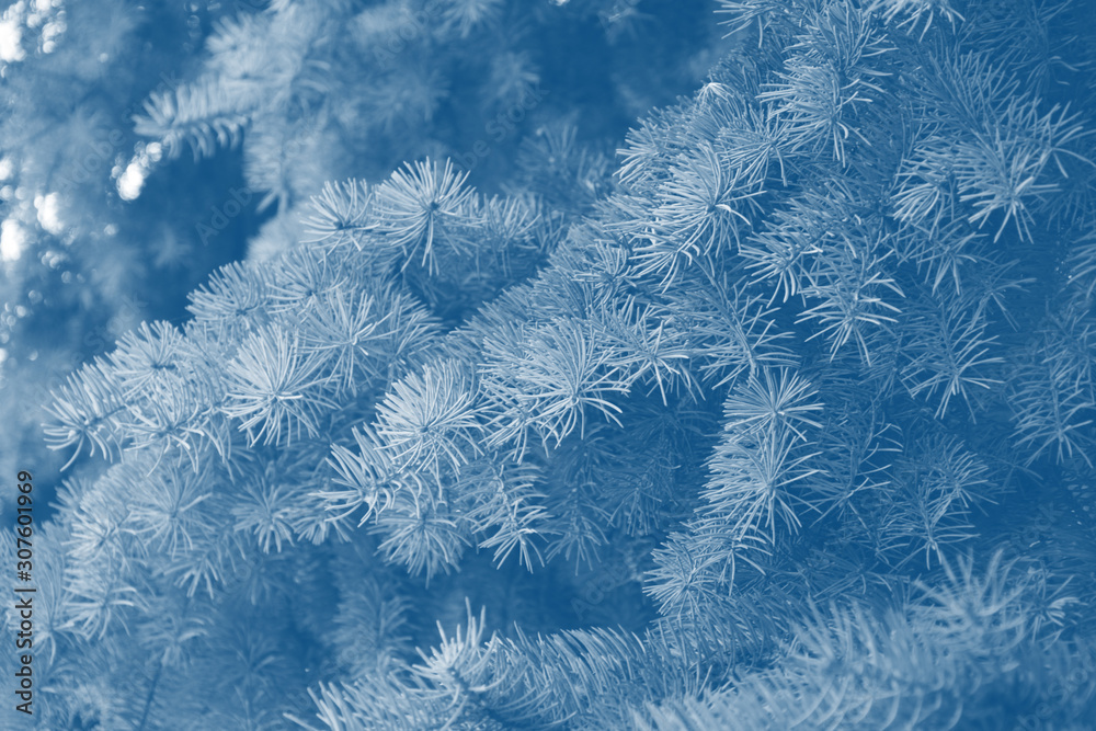 Fir branches classic blue spruce. Close up. Branches of classic blue spruce. Winter nature. Spruce needles. Fluffy Christmas tree. Classic blue christmas spruce tree. Fir branches classic blue spruce. Close up. Branches of classic blue spruce. Winter nature. Spruce needles. Fluffy Christmas tree. Classic blue christmas spruce tree.