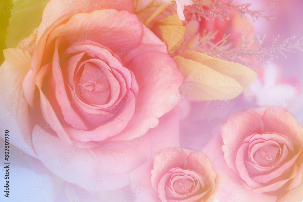 Sweet colorful roses in soft and blur style for background Sweet colorful roses in soft and blur style for background