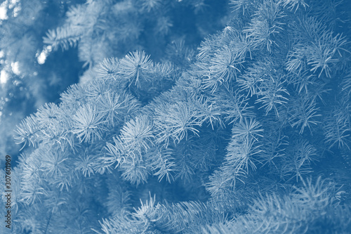 Fir branches classic blue spruce. Close up. Branches of classic blue spruce. Winter nature. Spruce needles. Fluffy Christmas tree. Classic blue christmas spruce tree.