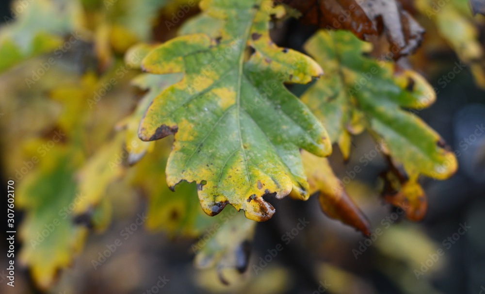 Oak branch with orange leaves in the forest in autumn. Nature background. 