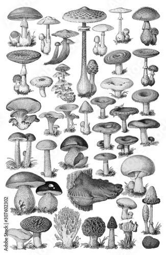 Mushroom and toadstool collection - vintage illustration from Petit Larousse Illustré 1914