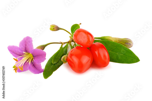 Goji Berry with Flower and Leaves. Isolated on White Background. photo