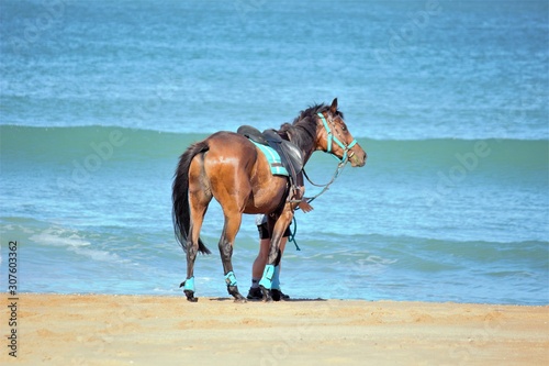 horse on the beach © Manon