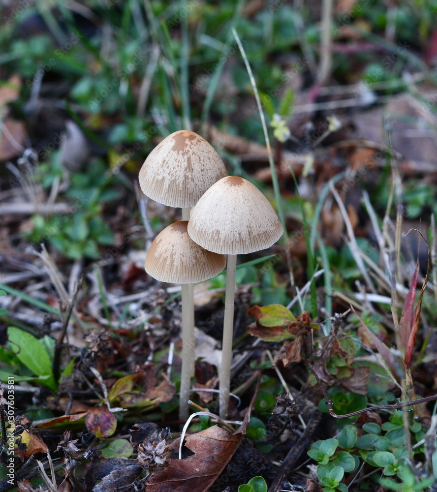 Parasola conopilus or conical brittlestem next to the path near the house. Mushrooms after the rain. Parasola conopilus or conical brittlestem next to the path near the house. Mushrooms after the rain.