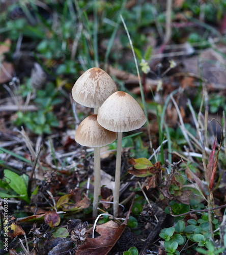 Parasola conopilus or conical brittlestem next to the path near the house. Mushrooms after the rain.