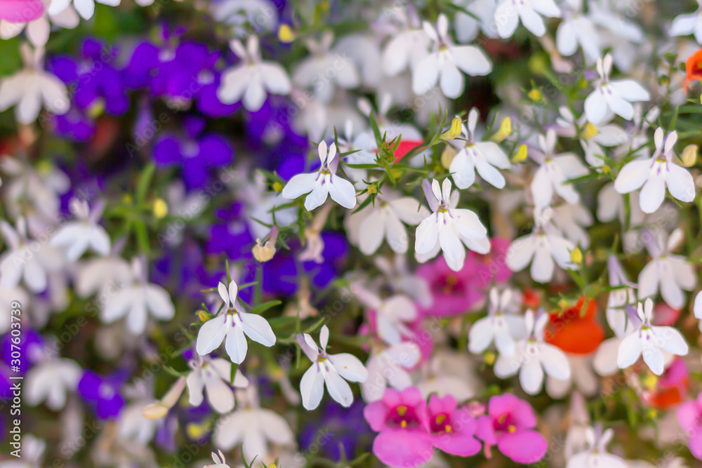 fleures multicolores fleures multicolores