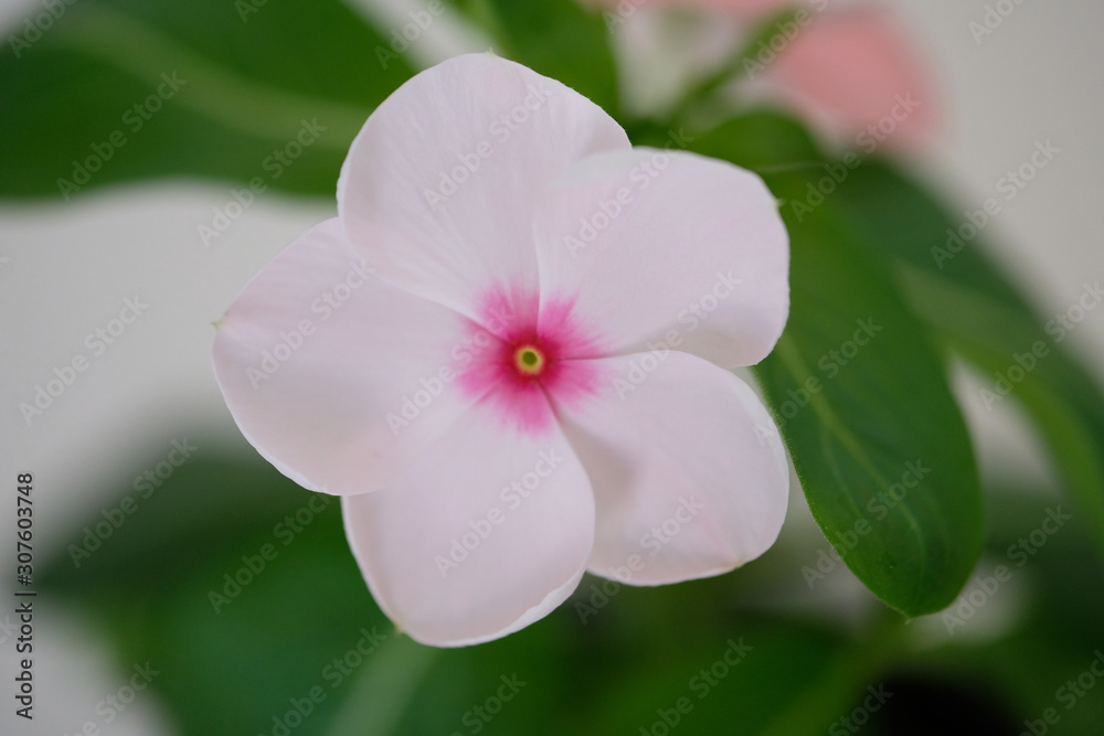 Obraz premium pale pink flower