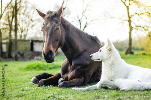 Friendship between a horse and a dog